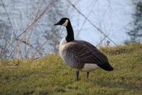 Die Vogelgrippe greift nun auch in der Pfalz um sich. 