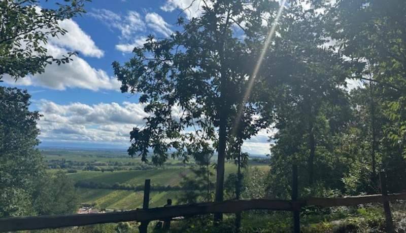 Wunderschöner Blick über die Rheinebene. Von der Kolping-Wanderhütte LD. Am Sonntag geöffnet.