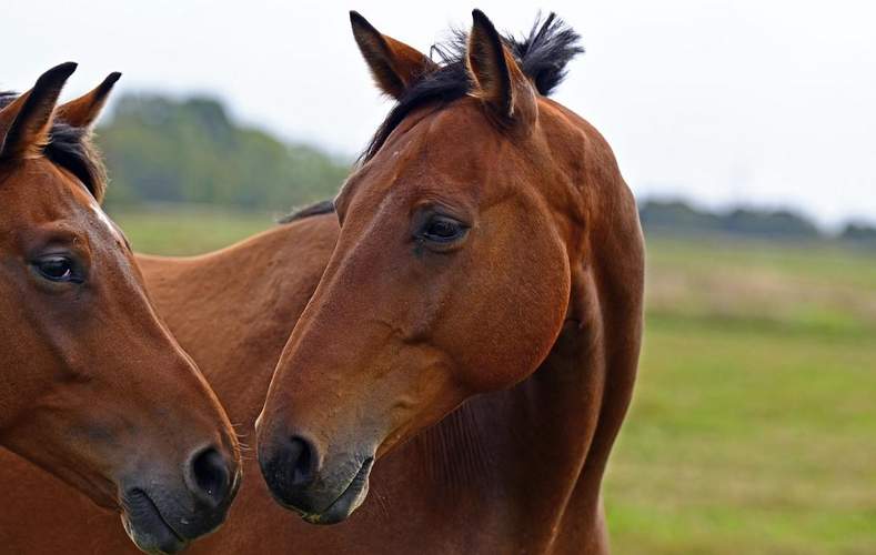 So kennt man Pferde. In der freien Natur auf der grünen Wiese. Höchstens als Zug- und Reittiere auf der Straße. Doch am gestrigen Nachmittag waren sie frei auf der Ludwigstraße in Berg unterwegs, was einen Motorradunfall auslöste. 