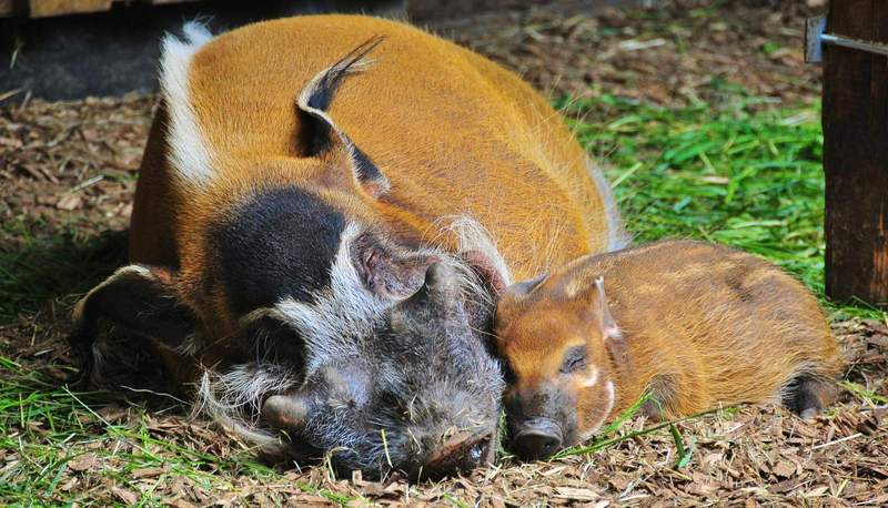 Traumnacht im Zoo LD. Am 5. Juni. 