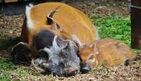 Traumnacht im Zoo LD. Am 5. Juni. 