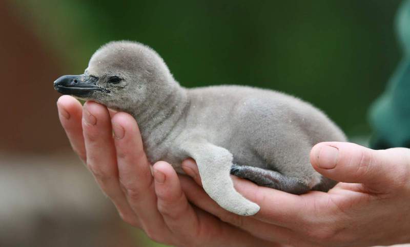 Humboldt-Pinguine werden weltweit in Zoo gezüchtet, um für die stark gefährdete Art über eine Ersatz-Population zu verfügen. So auch im Zoo LD. Foto. Zoo. LD. Pressefrei. 