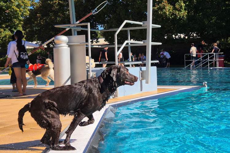 Im Freibad am Prießnitzweg endet auch die diesjährige Saison mit dem Hundebadetag. Foto. Stadt. LD. Frei. 