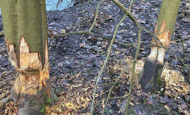 Angenagte Baumstämme und Holzspäne auf dem Boden. Der Europäische Biber (Castor fiber) ist nach KA zurückgekehrt. Foto. Stadt KA. Frei. 