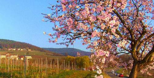 27.03.2026 - Mandelblütenfest. In der Winzergasse.