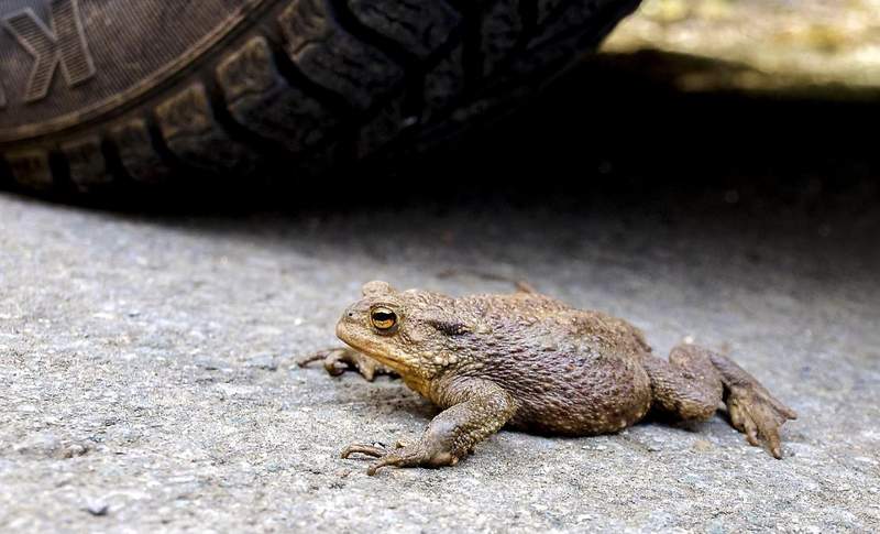 Wegen Krötenwanderung ist die K 16 zwischen Lindenberg und Wachenheim nächtens für den Verkehr gesperrt. Doch der hält sich teilweise nicht dran. Zig Amphibien sind schon überfahren worden.