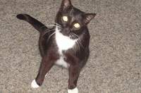 Eine Katze wurde in der heutigen Montagnacht bi Kapellen-Drusweiler auf der B 427 angefahren. Sie hat überlebt. Nun wird der Besitzer gesucht. Symbolbild. Netz. 