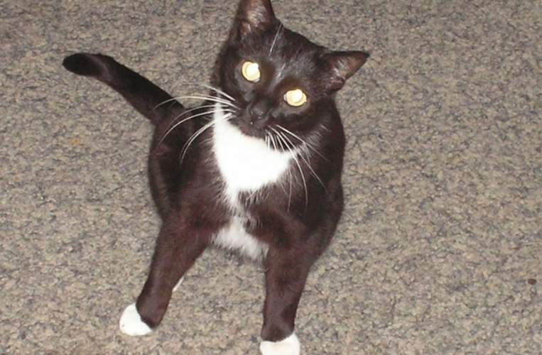 Eine Katze wurde in der heutigen Montagnacht bi Kapellen-Drusweiler auf der B 427 angefahren. Sie hat überlebt. Nun wird der Besitzer gesucht. Symbolbild. Netz. 
