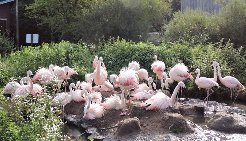 Die Flamingos im LDer Zoo bekommen ein neues Gehege. Das Land fördert finanziell kräftig mit. Foto. Zoo. LD. Frei. 