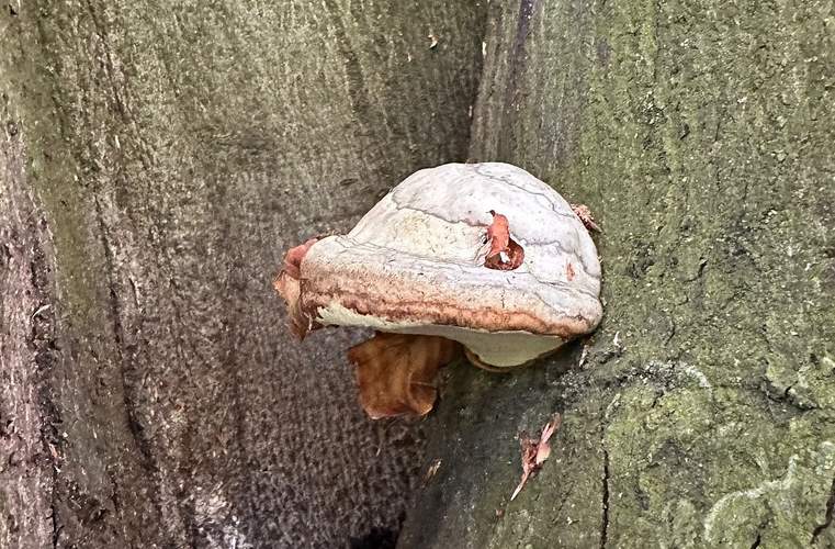 Eine alte Blutbuche im Domgarten muss entfernt werden. Zu stark ist sie von einem Pilz befallen.