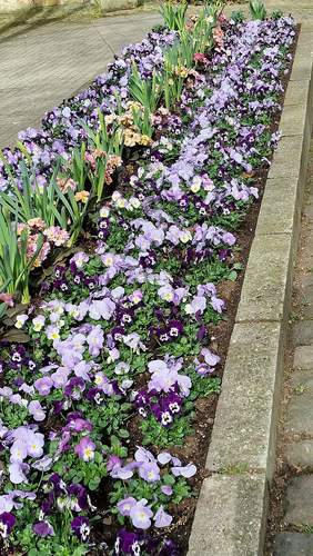 ... aber beim Blumenschmuck sind die Stadtgärtner von BZA jetzt schon weiter als im ganzen vergangenen Jahr. Schön. Hier ein Rabatt am Durchgang Marktplatz-Messplatz. Foto. rw.
