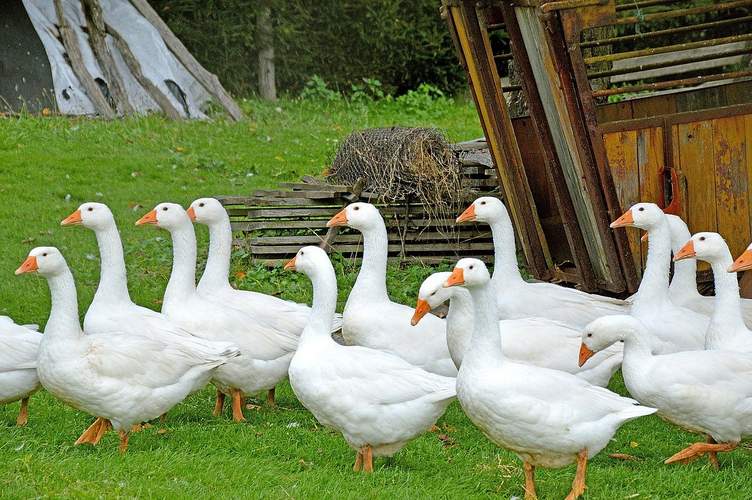 Ein Gänse-Dieb war in Großfischlingen unterwegs.