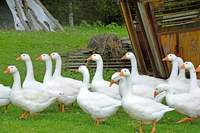 Ein Gänse-Dieb war in Großfischlingen unterwegs.