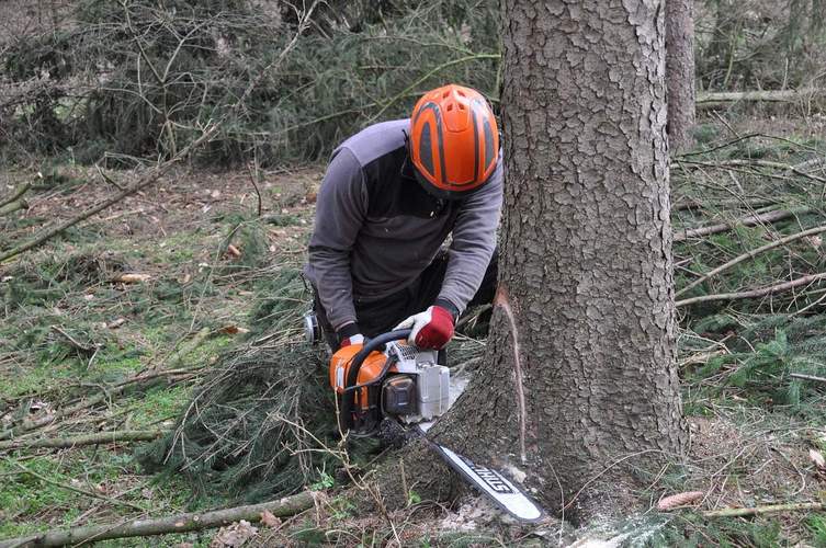 Der westliche Zufahrtsbereich zum Kurpark und Wonneberg in BZA wird kommende Woche voll gesperrt. Grund sind Waldarbeiten. 