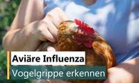 Vogelgrippe in der Südpfalz. Im Kreis SÜW und in der Stadt LD ist die Stallpflicht ab 1. Dezember aufgehoben. Im Kreis GER gilt sie noch bis mindestens Mitte Dezember. 