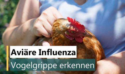 28.11.2025 - Vogelgrippe. In SÜW Entwarnung. In GER weiterhin Stallpflicht. 
