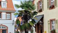 Einst umstritten. Heute ein Hingucker. Die Kurstadtpalmen. Hier am alten Rathaus. Foto. rw.