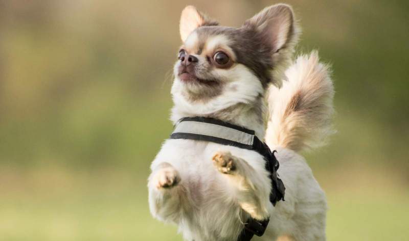 Aufgrund einer Verwechslung im Nachgang eines Kneipenstreites in LU kam es im Nachgang zu dramatischen Szenen. Einem völlig unbeteiligten Hundehalters wurde im Stadtteil Gartenstadt der Hund erschossen. 