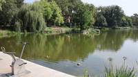 Der LDer Schwanenweiher braucht Entlastung. Foto. Stadt. LD. Frei. 