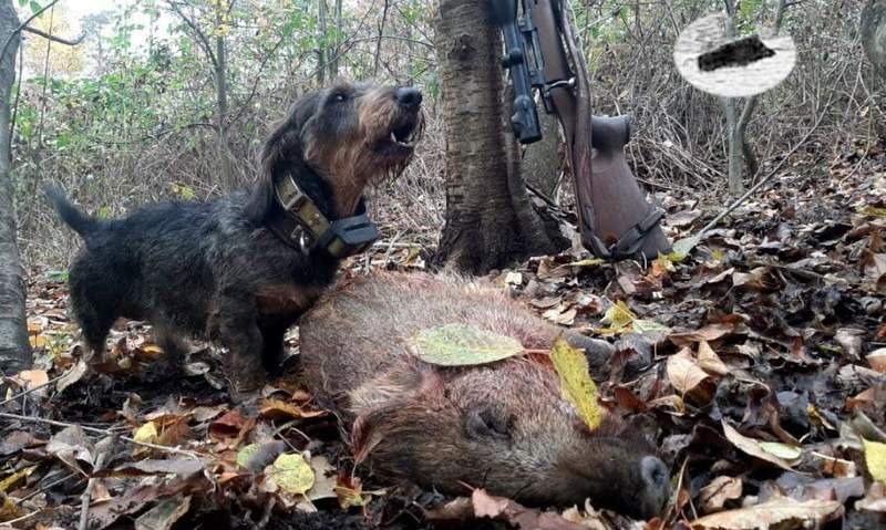 An die 180 Wildschweine haben am WE rund 300 Jäger im Großraum Annweiler erlegt. 