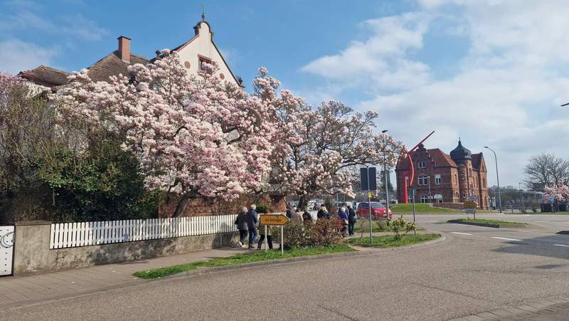 Nicht nur die Mandel ist zurzeit ein Traum in rosa. Denn nun brechen auch Magnolien auf. Hier am Bahnhofskreisel in BZA am heutigen Sonntagmorgen. Foto. rw. 