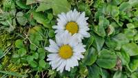 Erste Frühlingsboten. Im Januar. Gänseblümchen ... Foto. rw.