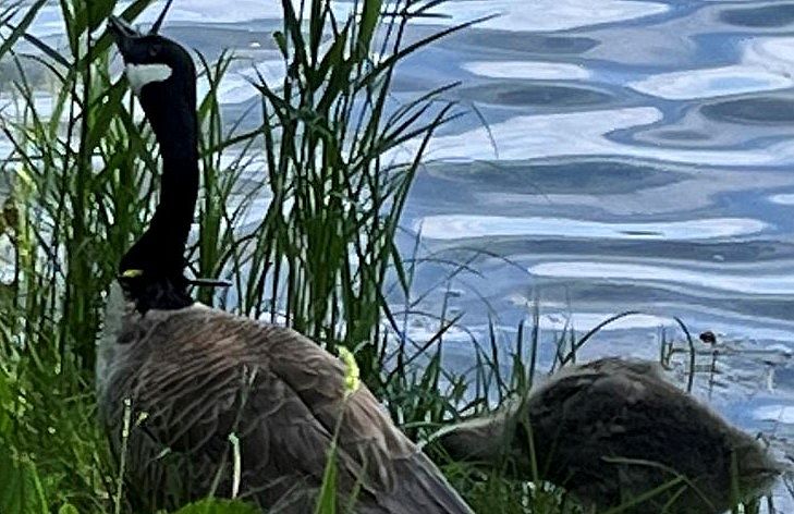 05.06.2023. Gurgel. Durchschossen. Gans. Gerettet. - suewpress