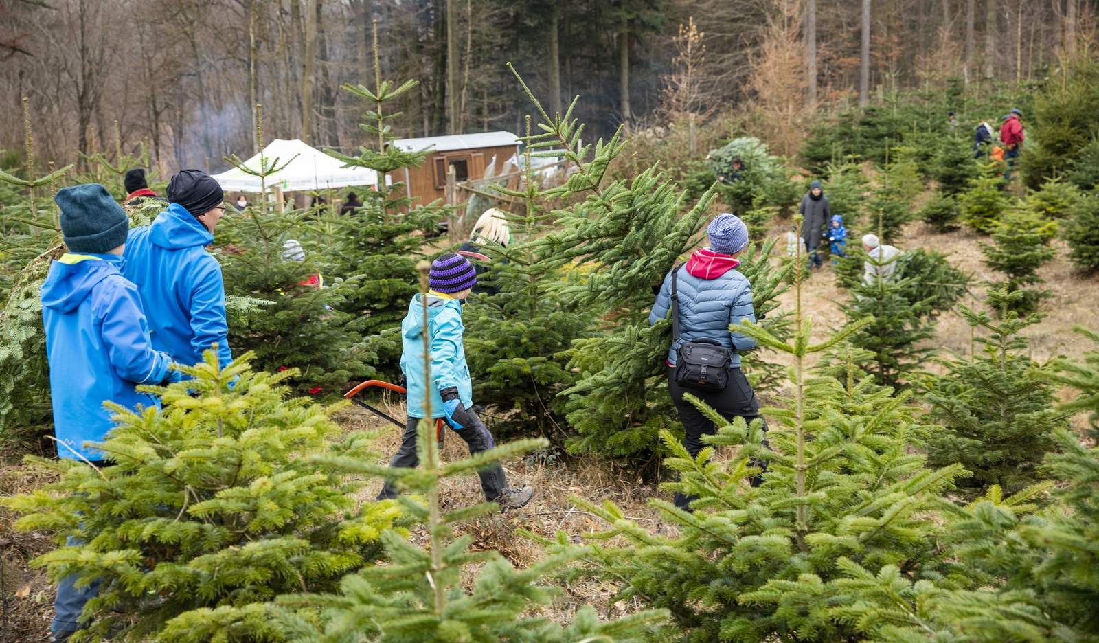 Selbst eingeschlagene Weihnachtsbäume aus dem Pfälzer Wald. Für viele ein liebgewonnenes Ritual in der Adventszeit. Foto. Forstamt Haardt. Pressefrei. 