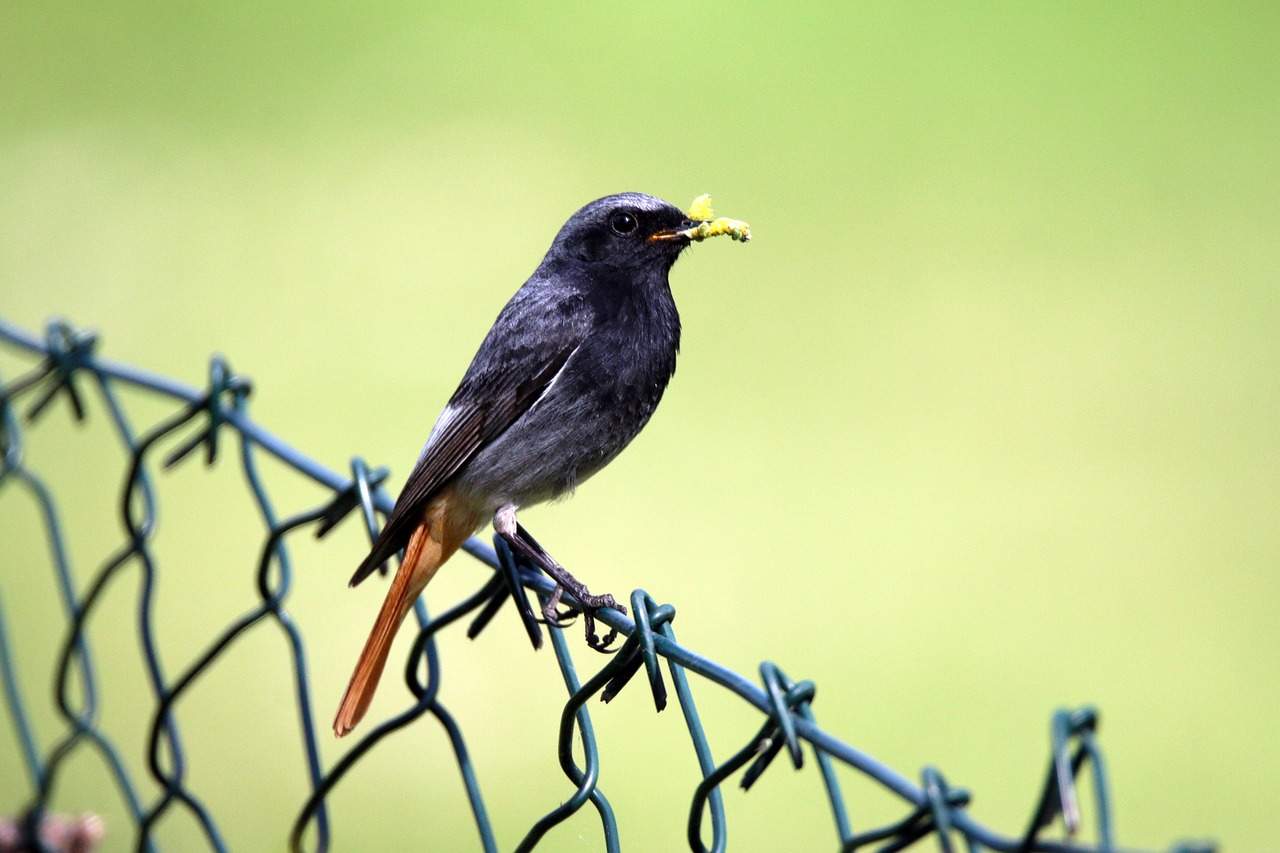 Der Hausrotschwanz ist einer der „Stars“ im Gebäudebrüterkataster der Stadt LD. Foto. Pixabay. Frei. 