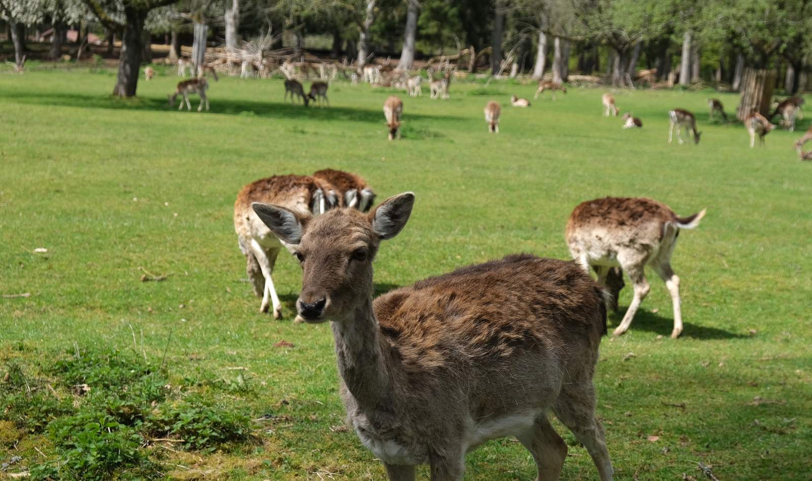 Zum Geburtstag des Fördervereins des Wild- und Wanderparks bei Silz sind die Grundschulklassen in SÜW dazu aufgerufen, ein Informationsschild zu Damwild, Pony, Wiesent, Ziege oder Wildschwein zu gestalten. Foto. KV. SÜW. Frei.