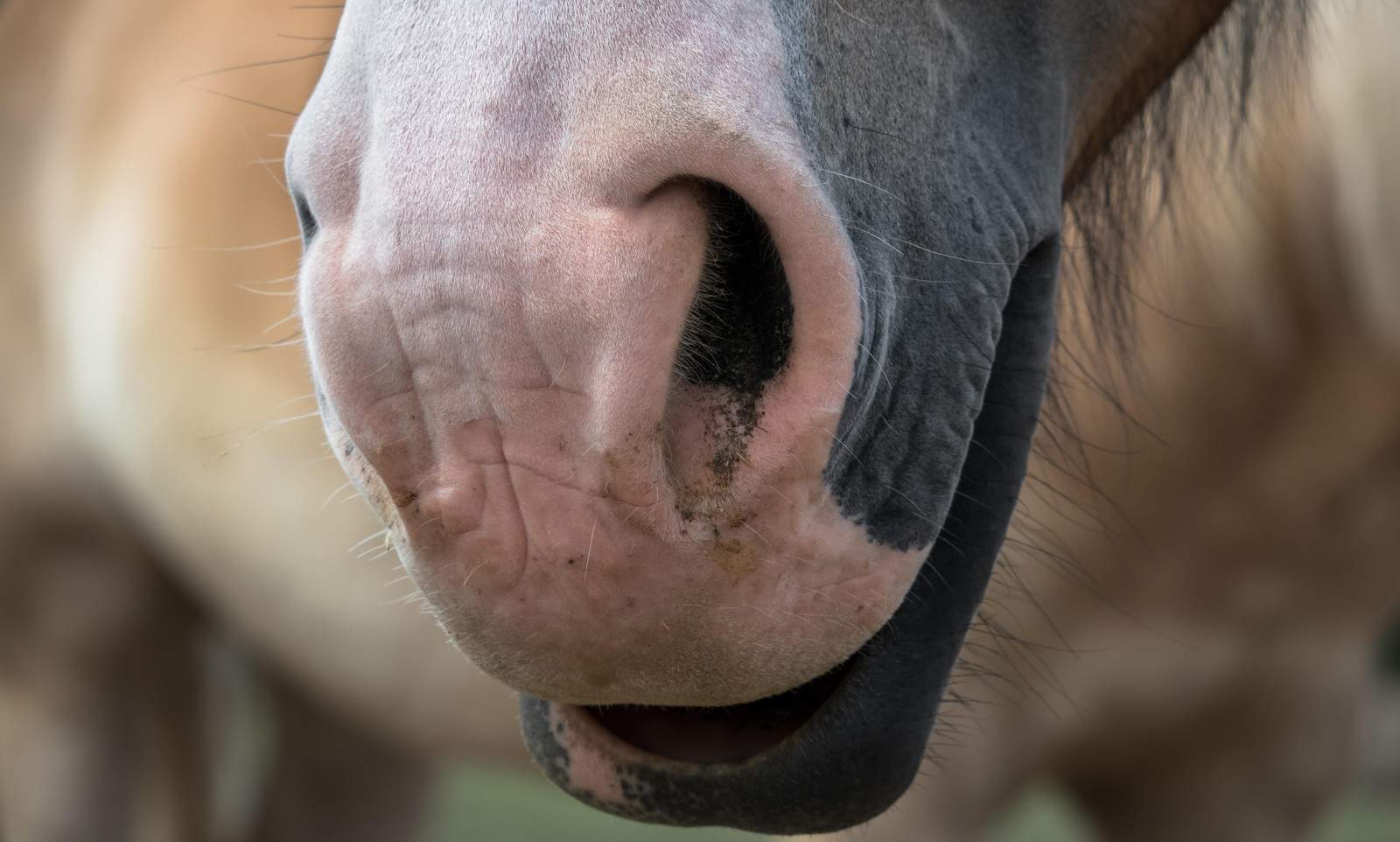 Ein Pferd ist aufgrund des Rotoren-Lärms eines Hubschraubers bei SP ausgebüxt und auf die B 9 gerannt. 
