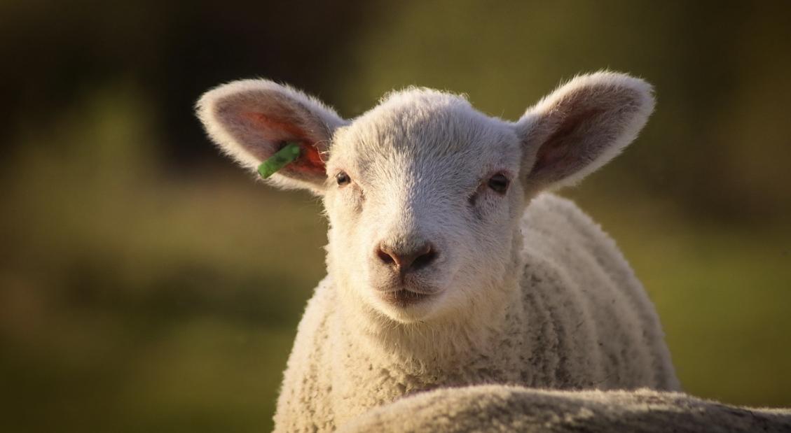 In Westheim und Weingarten wurden drei Schafe gestohlen.
