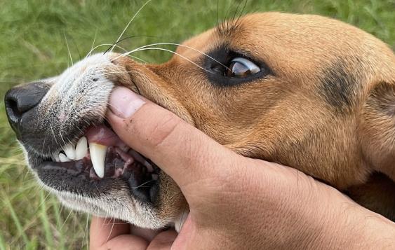 Nicht angeleint. Ein Hund hat in Wörth eine Frau gebissen. Die Halterin flüchtet, konnte aber ausfindig gemacht werden.
