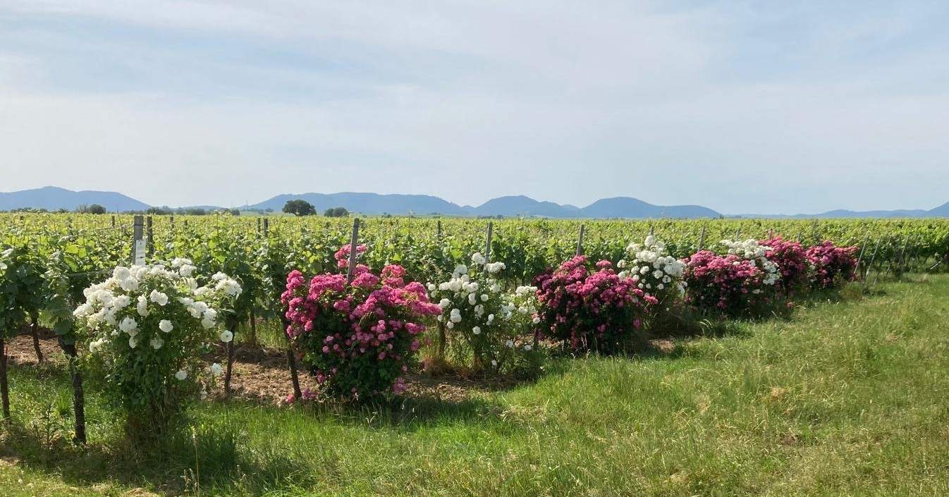 Zum Beispiel in Mühlhofen blühen Rosen von einer früheren SÜW-Aktion. Foto. Weingut Martin Bangerth. Frei.