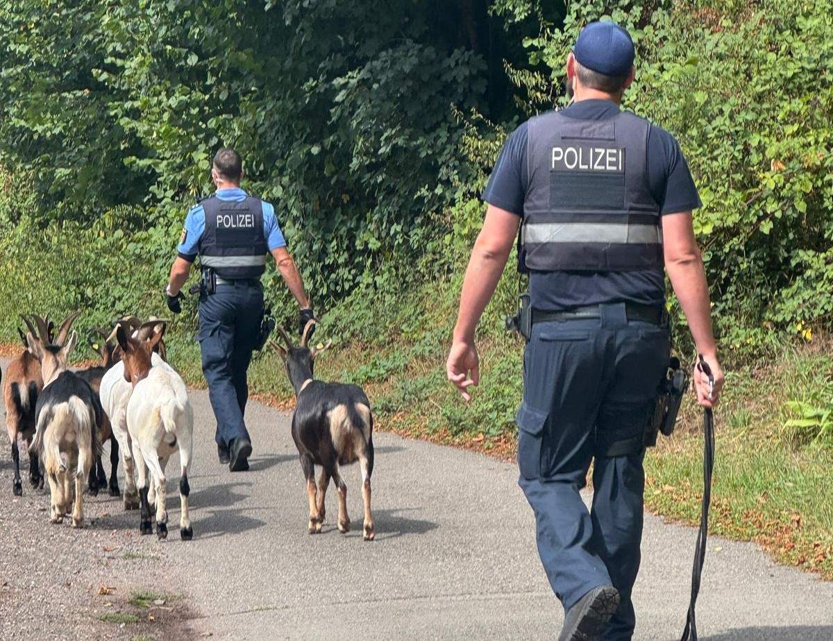 Polizei als Tierbändiger. Bei PS haben Beamte eine Ziegenherde zurück in ihr Revier geleitet. 