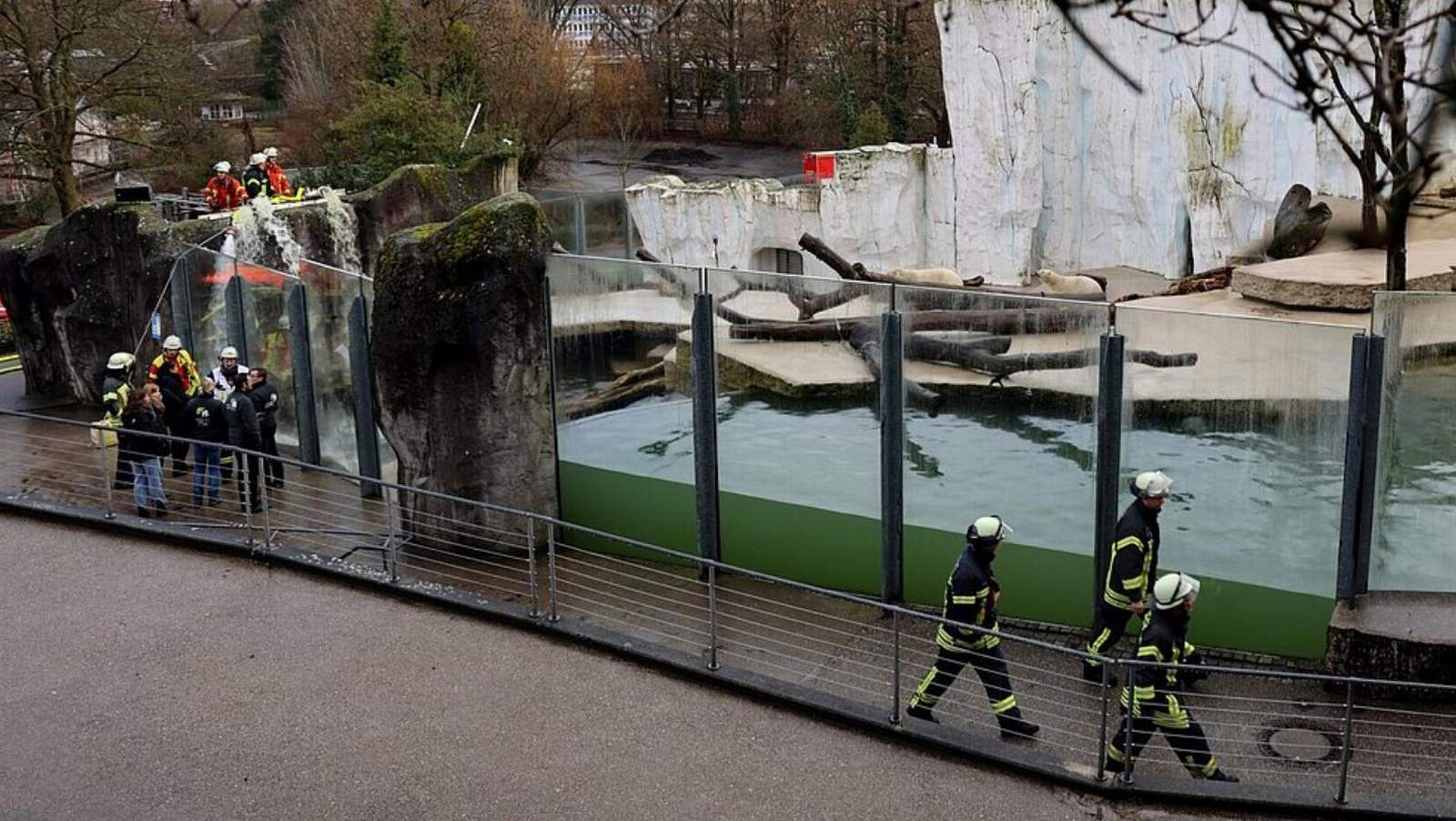 Über Schläuche leiten Einsatzkäfte der Feuerwehr Wasser in das Tiefbecken des Eisbärengeheges. Die Tiere konnten nach etwa einer halben Stunde aus eigener Kraft durch den gestiegenen Wasserpegel wieder an Land gehen. Foto. Stadt KA, Zoo. Timo Deible. Frei. 