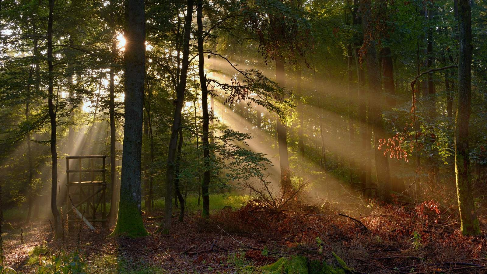 Zum Jubiläum des LDer Stadtwalds freuen sich Forstamt und Stadt auf viele Besucher im Wald. Foto. Landesforsten.RLP.de. Lamour. Hansen. Frei. 