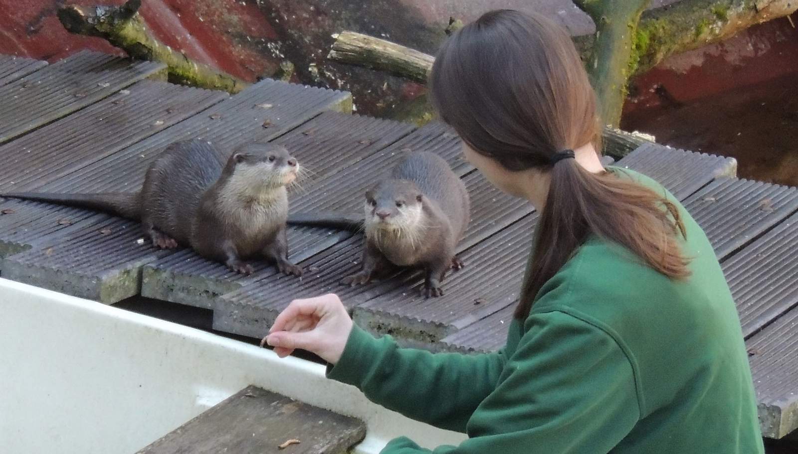 Neuzugang im Zoo LD. Ein Zwergotterpärchen. Foto. Zoo. Frei. 