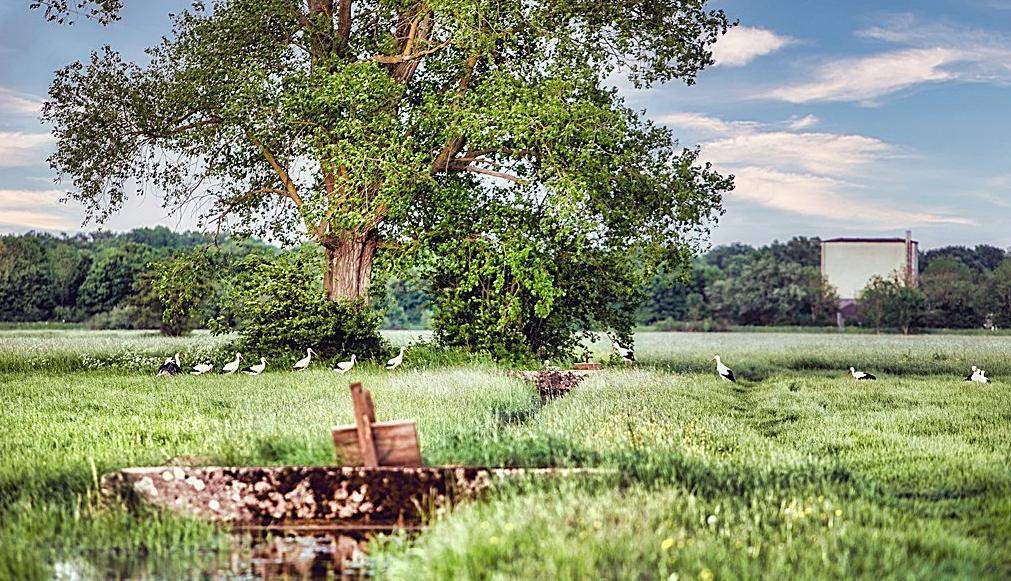 Die Queichwiesenwege bei Offenbach werden mit digitaler Erlebnistechnik ausgestattet. Foto. Tourismusverein. VG. Offenbach. Frei. 