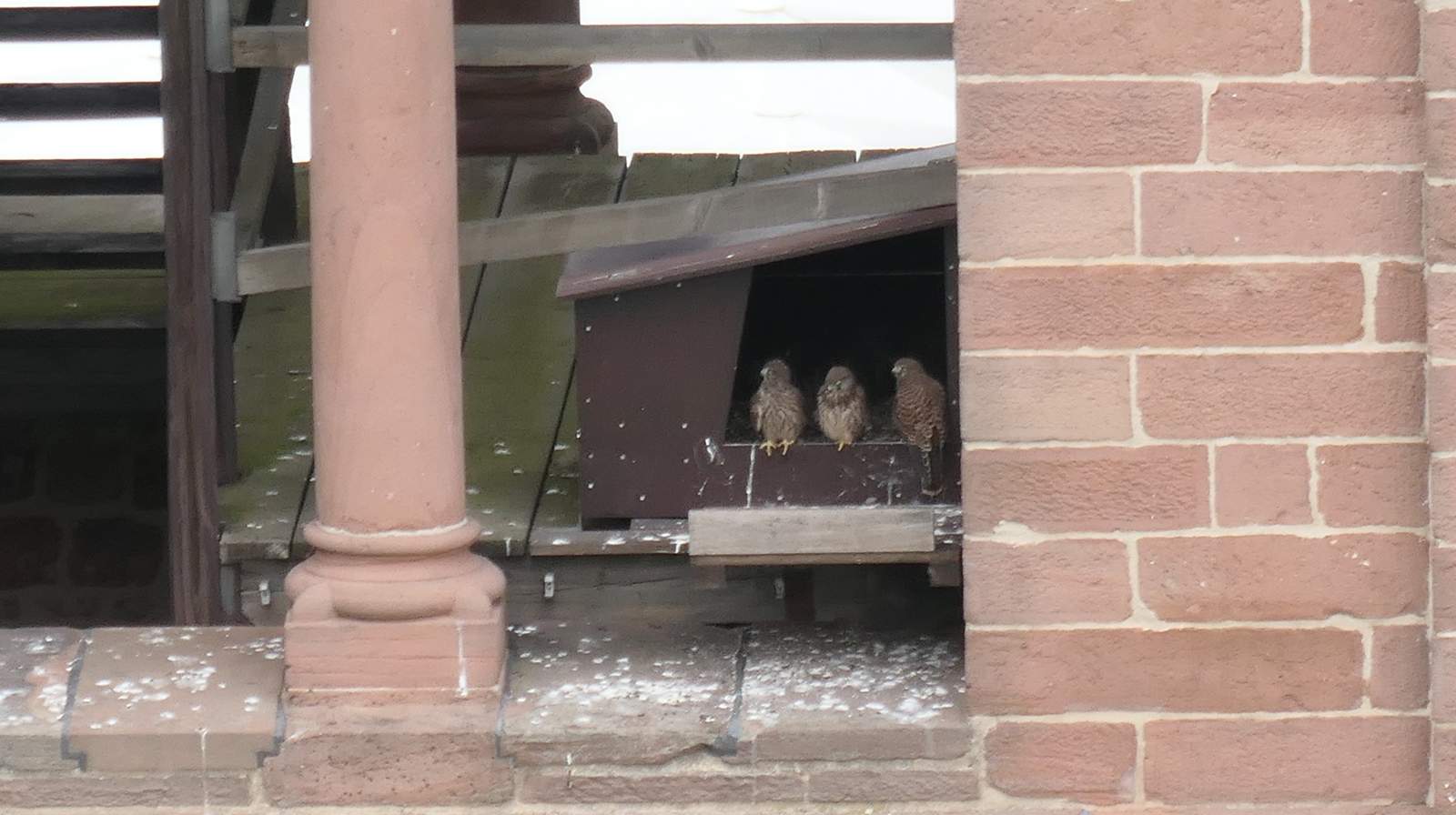 Falken-Nachwuchs am Dom. Foto. Dombauamt SP. Hedwig Drabik. Frei. 
