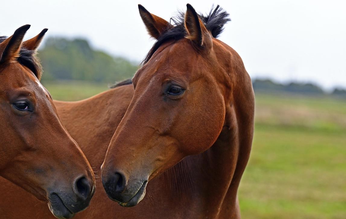So kennt man Pferde. In der freien Natur auf der grünen Wiese. Höchstens als Zug- und Reittiere auf der Straße. Doch am gestrigen Nachmittag waren sie frei auf der Ludwigstraße in Berg unterwegs, was einen Motorradunfall auslöste. 