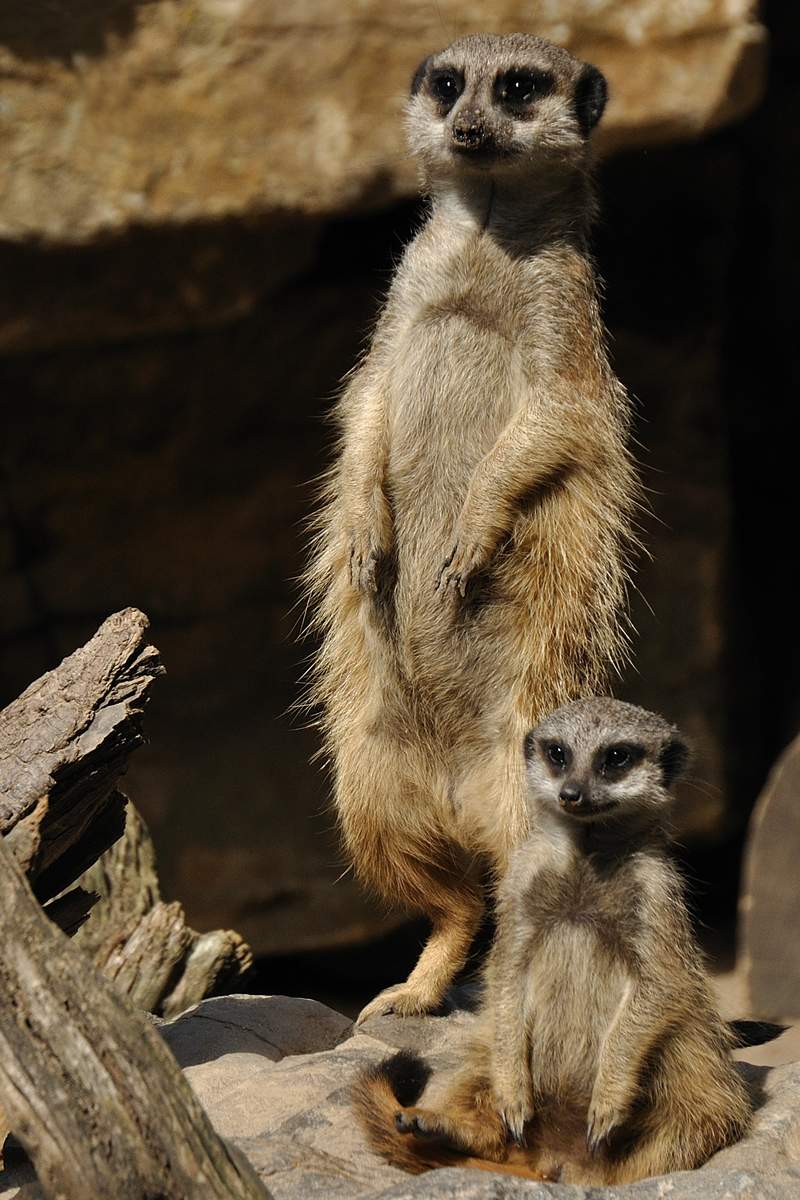 Erdmännchen. Foto. Zoo. LD. Frei.