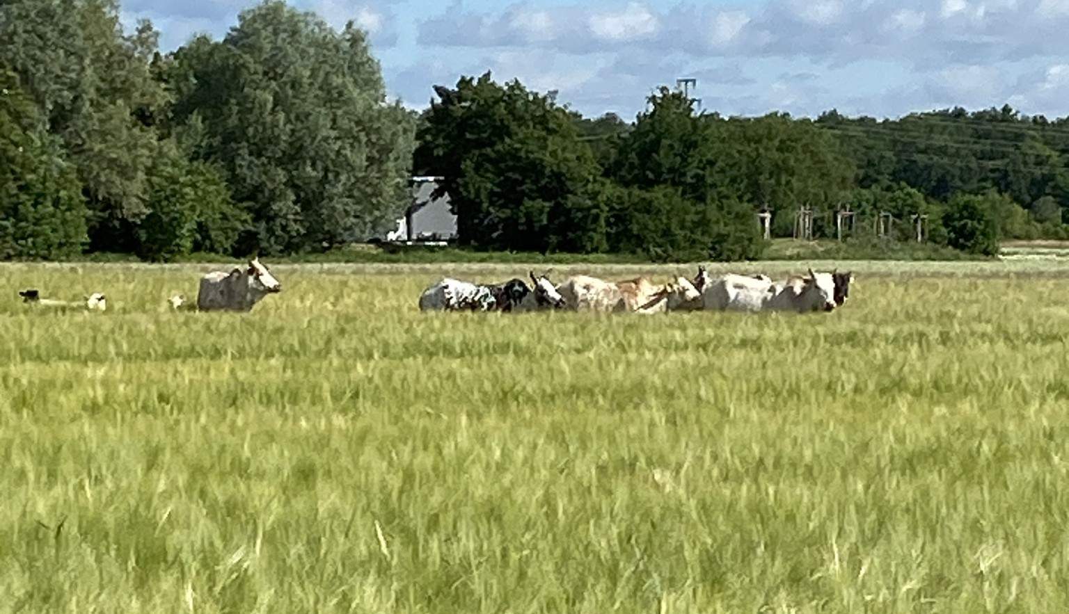 Schafe und Rinder weiden an der B 9 bei Schwegenheim, die sie dann auch überqueren wollten. Die Polizei konnte die ausgebüxten Tiere zurückdrängen. Der Besitzer hat sie kurze Zeit später eingefangen. 