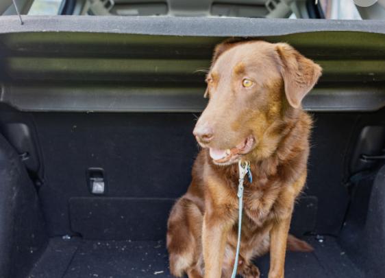 Bürger riefen die Polizei zur Hilfe, weil ein Autofahrer seinen Hund bei der Hitze im Wagen eingeschlossen und einkaufen gegangen ist. In GER. 