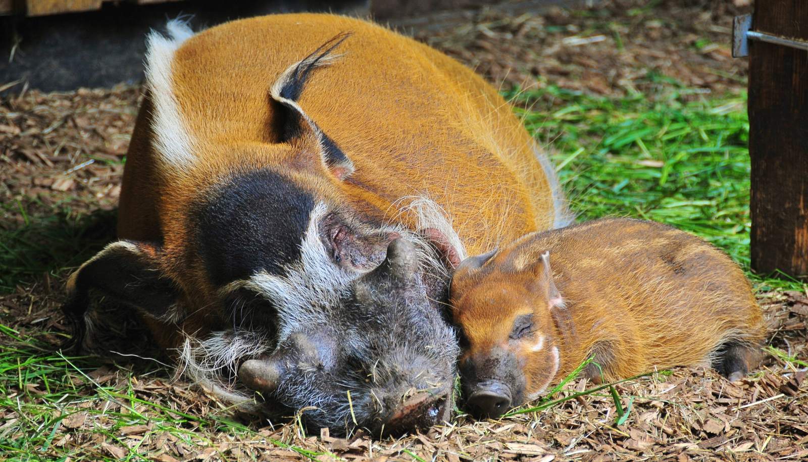 Traumnacht im Zoo LD. Am 5. Juni. 