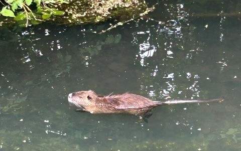 Ein Nutria löste bei Hagenbach einen Fahrradunfall aus. 