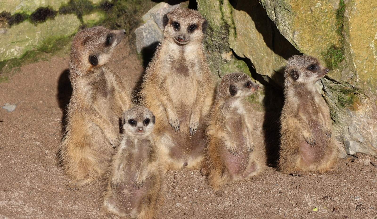 Unter dem Motto „Familie – ein starkes Netzwerk für die Zukunft“ laden das Netzwerk Familienbildung LD-SÜW, Zoo und Zooschule LD für Freitag, 29. Mai, zum „Tag der Familie“ ein. Foto. Zoo. LD. Frei. 