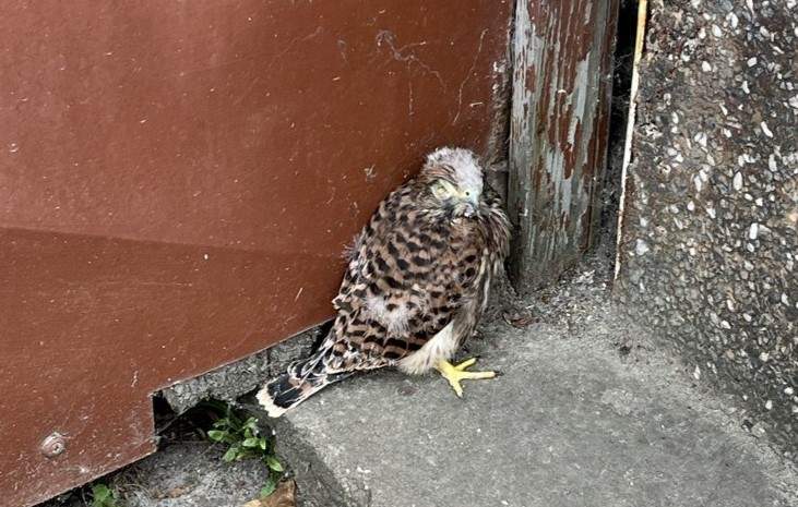 Aus dem Nest gefallen. Turmfalken-Nachwuchs in Weisenheim. 