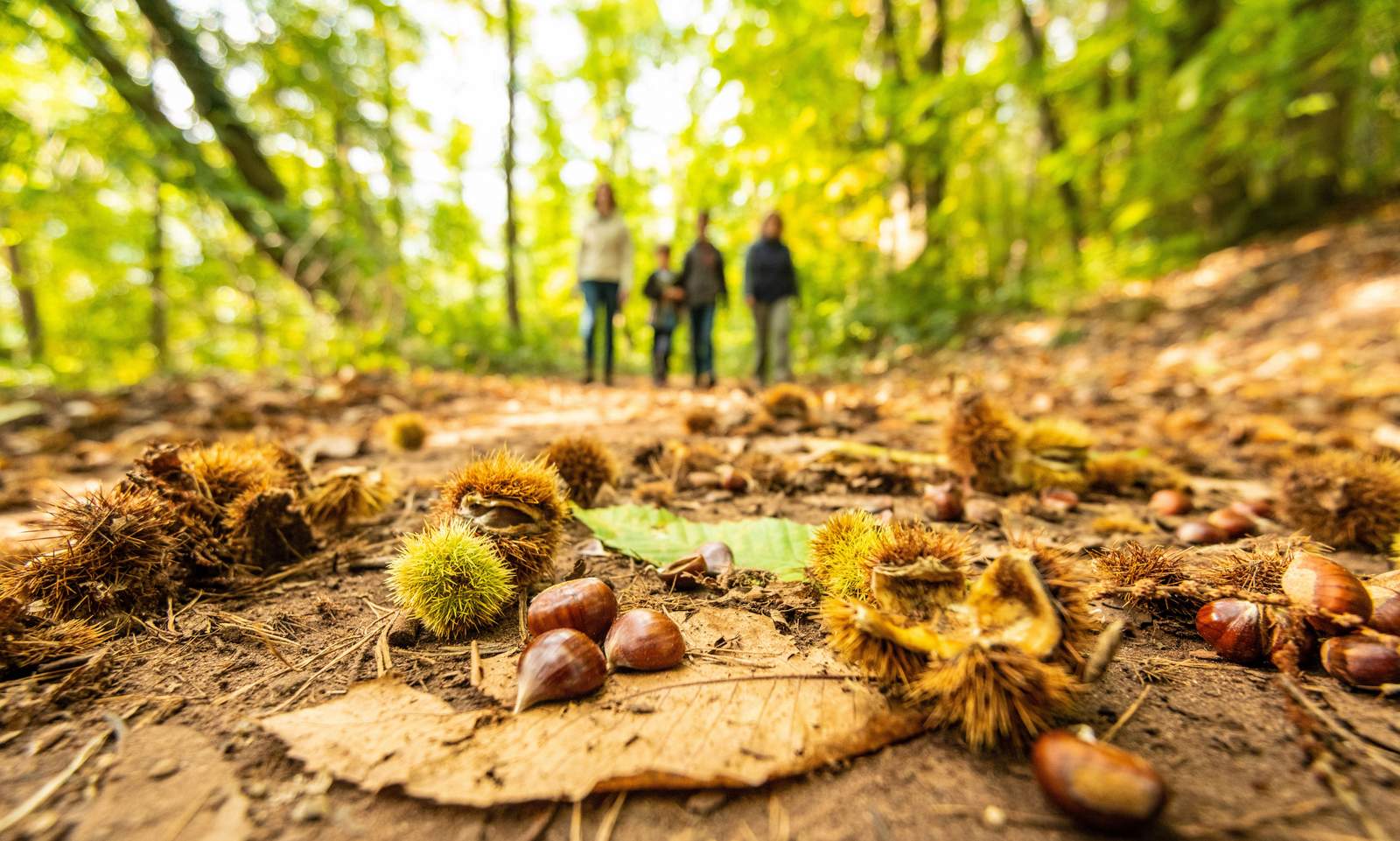 Beim Tourismusverein SÜW-Annweiler gibt es ab sofort die Keschde-Tri-Box.