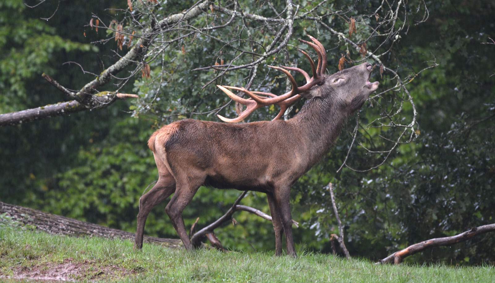 Im Wild- und Wanderpark Südliche Weinstraße in Silz gibt es aktuell 115 ältere Rotwild-Tiere und 35 Kälber. Foto. WWP. Pressefrei.